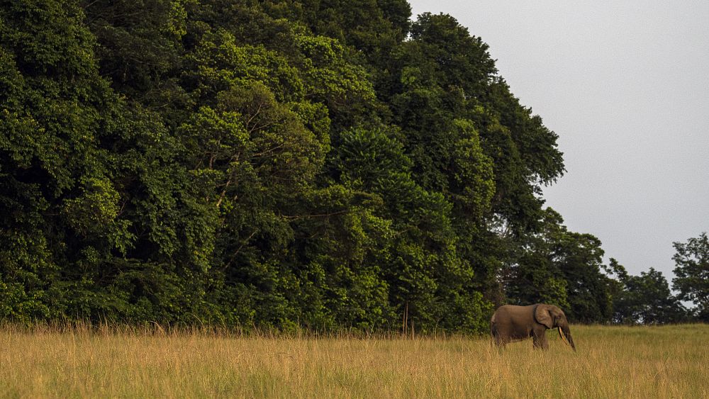 Preservation of tropical forests at heart of Gabon’s One Forest Summit